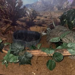 50 Gallon Tank Snake Or Fish Tank 