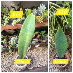 Whale Fin Sansevieria Plant