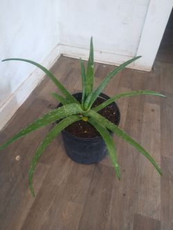 Aloe Vera Plant 