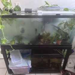 60 Gallon Fish Tank And Stand