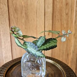 Watermelon Begonia (WP)