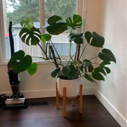 Monstera Plant With Pot And Stand