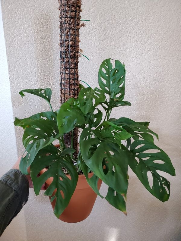 LAST ONE Monstera Adansonii on Moss Pole (aka Swiss