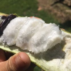 Ice Cream Bean Trees