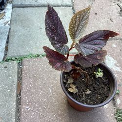 Angel Wings Begonia Plant 