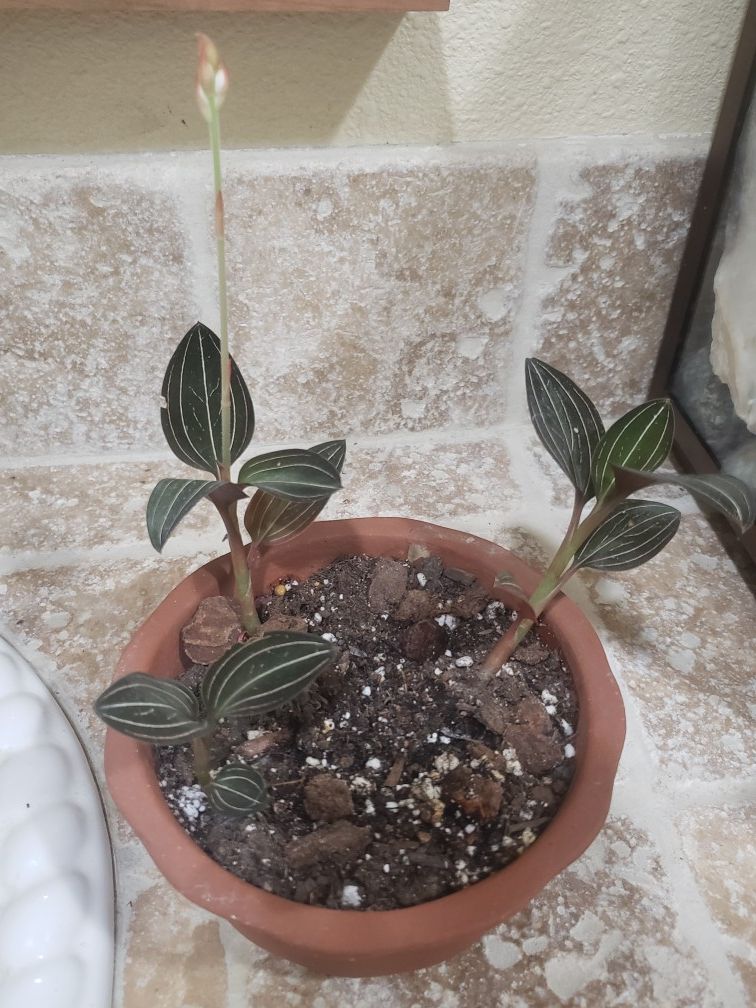 Three Lucidia Discolor "Black Velvet" Jewel Orchids plants, in a 6 in. In a Bonsai terra-cotta color Pot