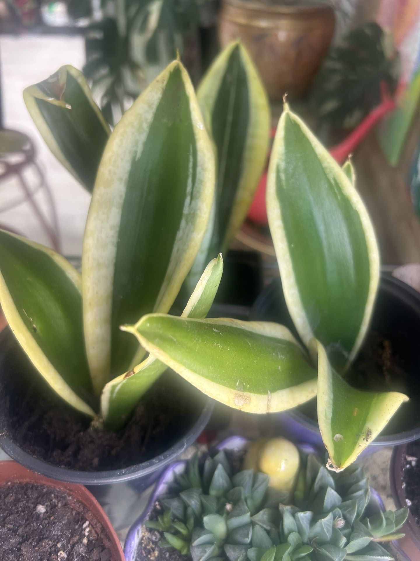 Sansevieria Jade Pagoda Hahnii in 4"pot