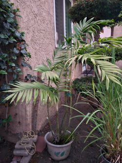 Bamboo palm tree