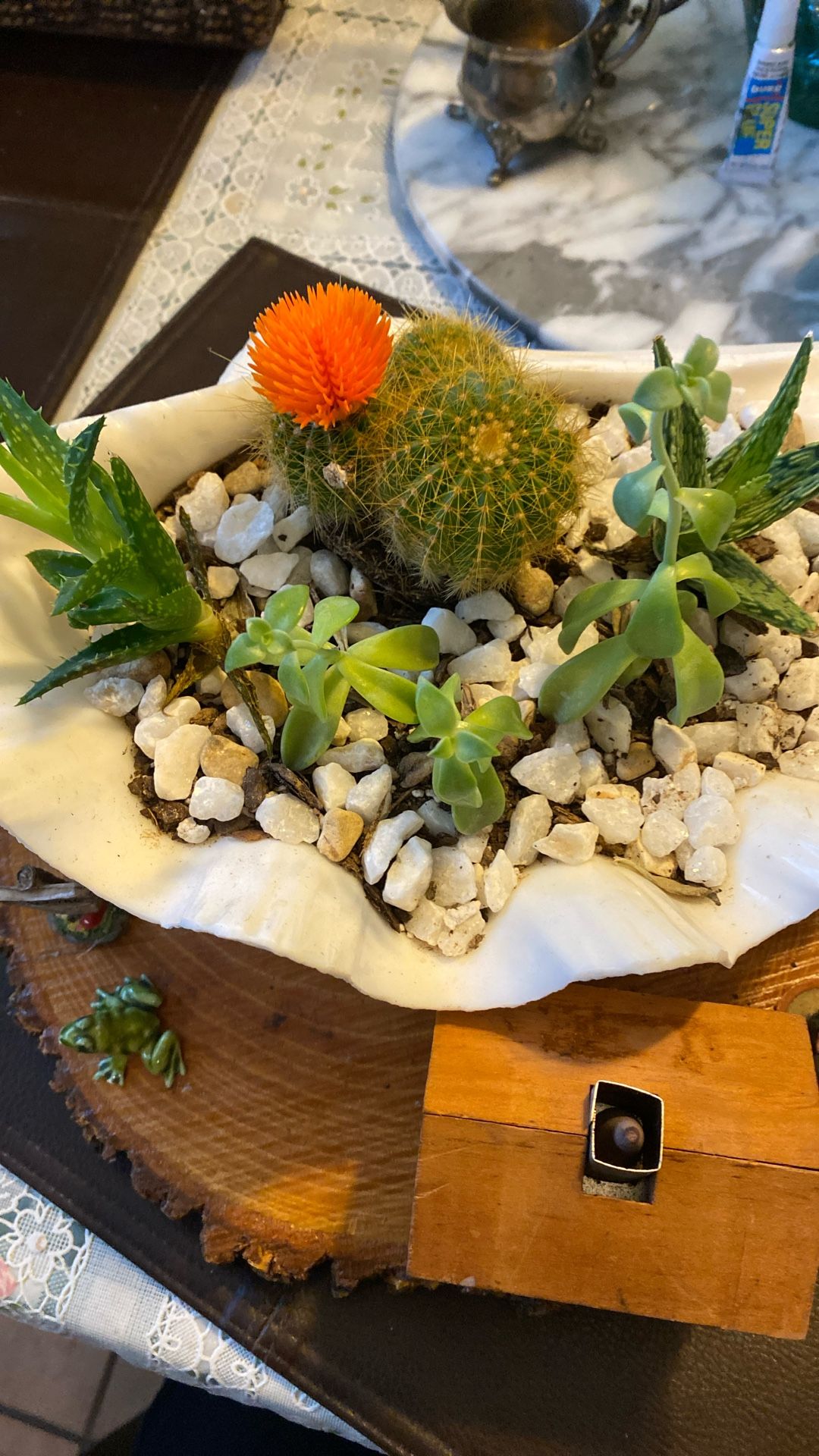 Real Plants (Succulents) in Real Sea Sell.