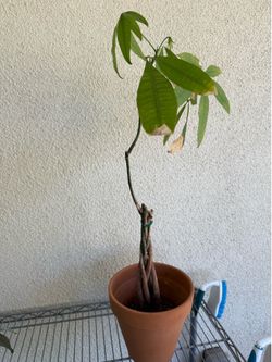Money Tree Plant