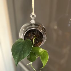 Houseplant Heart Leave Philodendron 