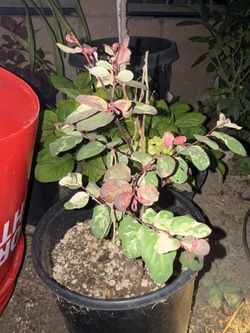 Snow Bush Plant