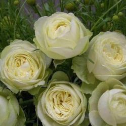 Rare European, Japan rose plants ,     Creamy Eden