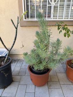 Senecio Vitalis Or Fingertip Plant Succulents