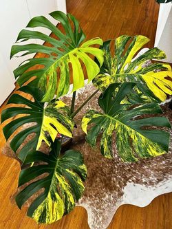 Monstera “Aurea” nodes