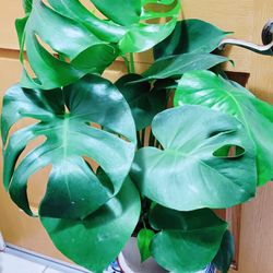 Beautiful Monstera Deliciosa