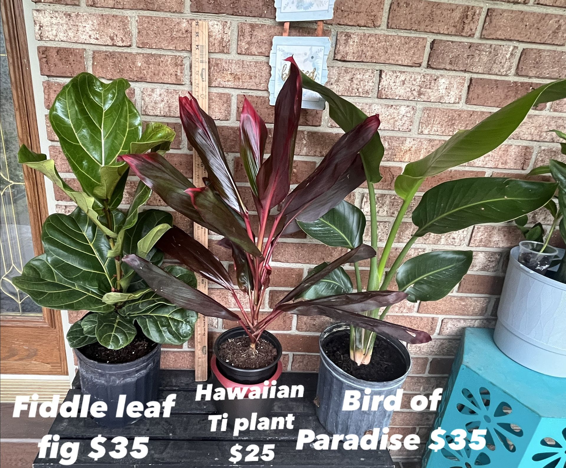 Large, Tropical House Plants