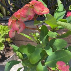 Planta Corona D Cristo Color Rosa Fuerte