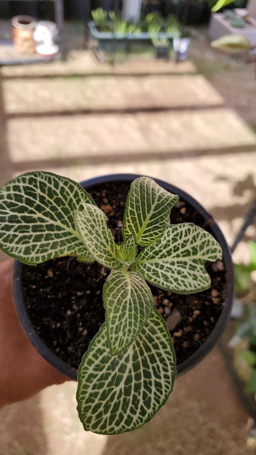 Rare plant in a 4" pot