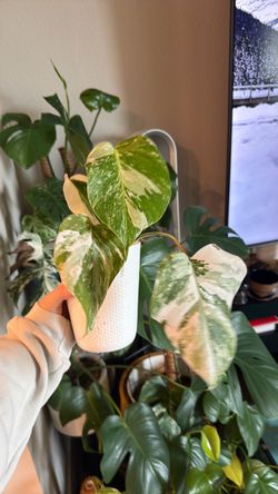 monstera albo borsigiana