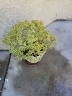 Succulent plant