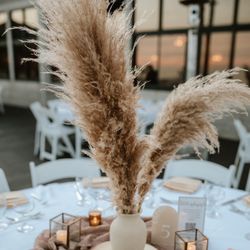Pampas Grass