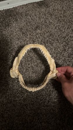 Sun dried Shark Jaw and teeth