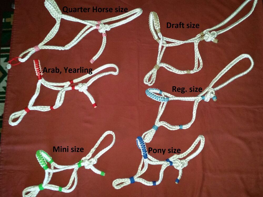 Mule tape horse halters with colored paracord noseband knot to adjust the noseband