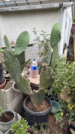 Nopal cactus