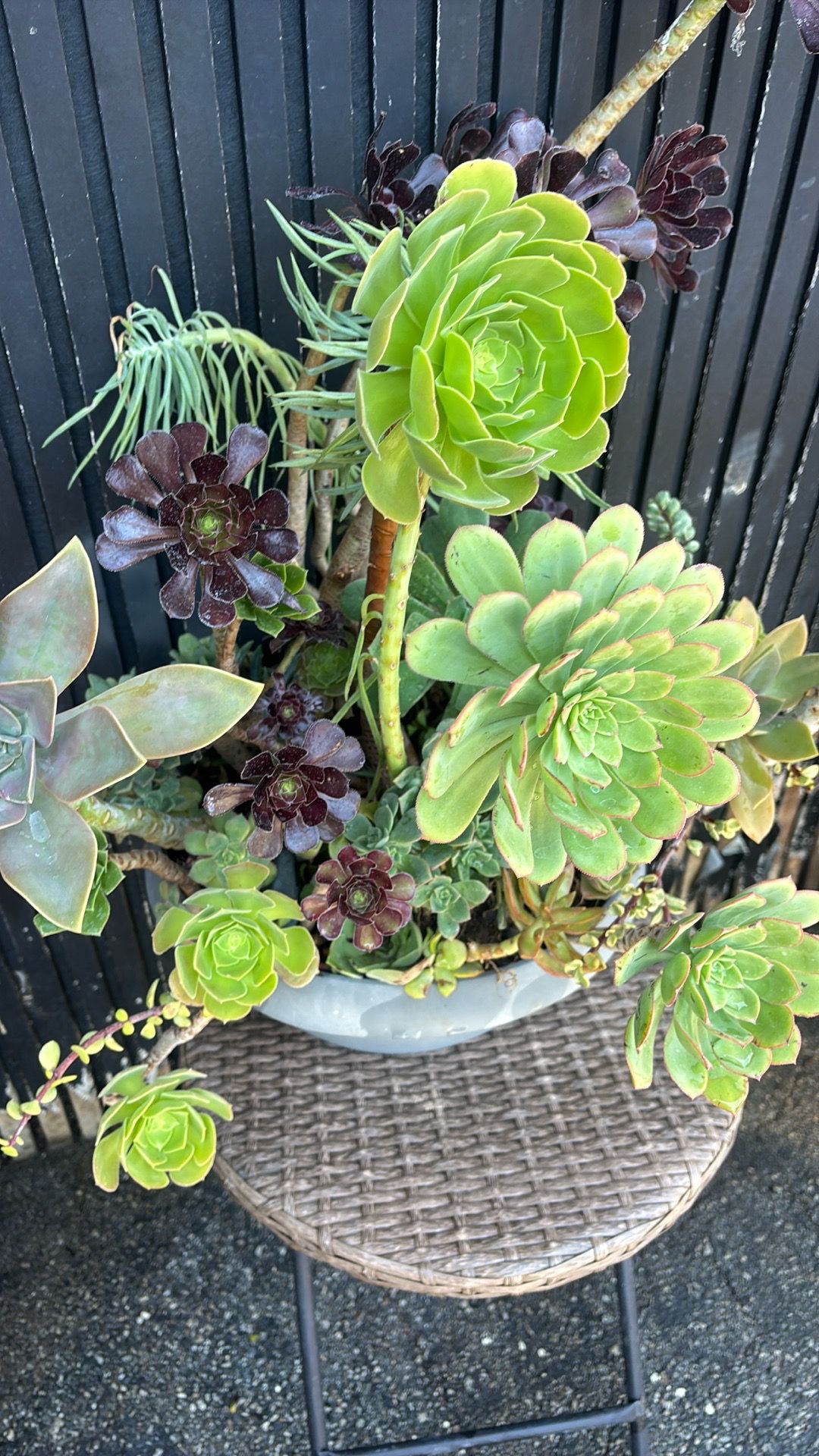Succulents