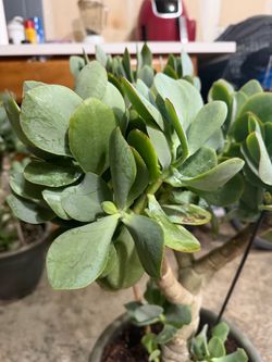 Jade plant