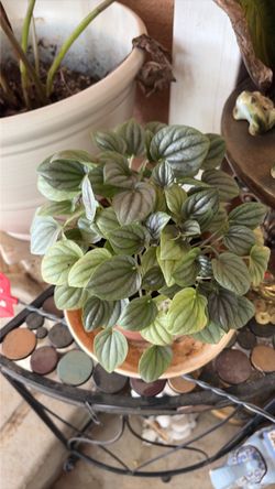 Planta peperonia $5