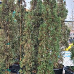 Pinos Italianos Cypress 7 Gallones