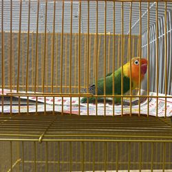 Jaula/bird Cage