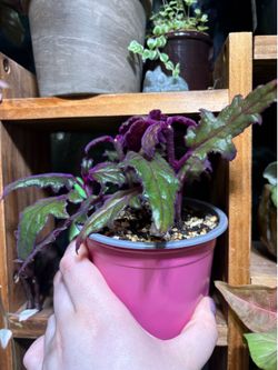 3-4" Pot, Velvet Plant