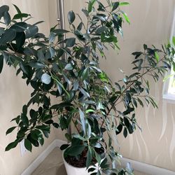 Bonsai Ficus Plant In Ceramic Planter