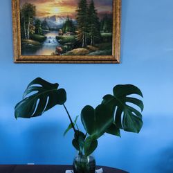 ❤️🍃 Ikebana Essentials: Lush Monstera & Pothos Cuttings – Rooted & Ready to Inspire  🍃❤️