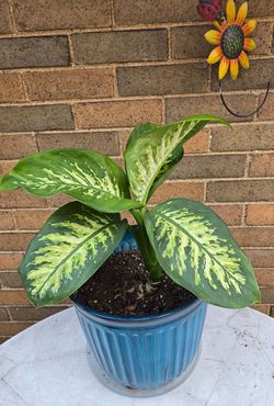 Live Dieffenbachia Plant $15. Pick-up in Aurora.