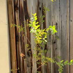 Over 6 FT Tall Organic Large Fruiting Pomegranate Fruit Tree in 5 Gallon Pot Live Plant   Located near Shell gas station 1601 North Capitol Ave, San J