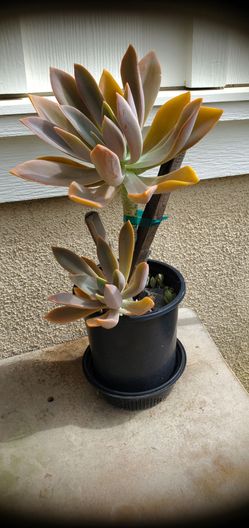 Beautiful Echeveria Plant