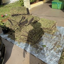 FREE SOD MUST GO ASAP