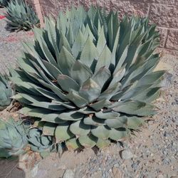 AGAVE CACTI