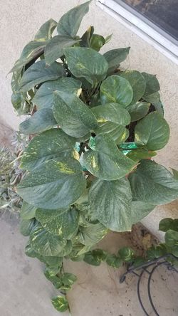 Planta de enredadera