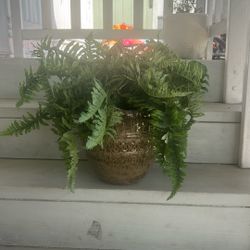 Plant With glass Vase.
