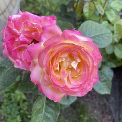 Plants : Rose