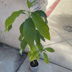 Hass Avocado Plant