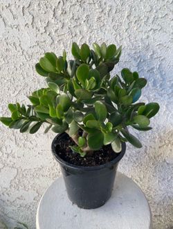1.5 Gallon Pot Succulent Plant - Crassula Ovata  -  Classic Jade Plant - Rooted & Established - Drought Resistant 🪴
