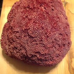 Large “Brain” Coral