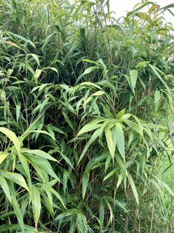 Bamboo for privacy hedge