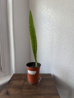 14” Snake Plant